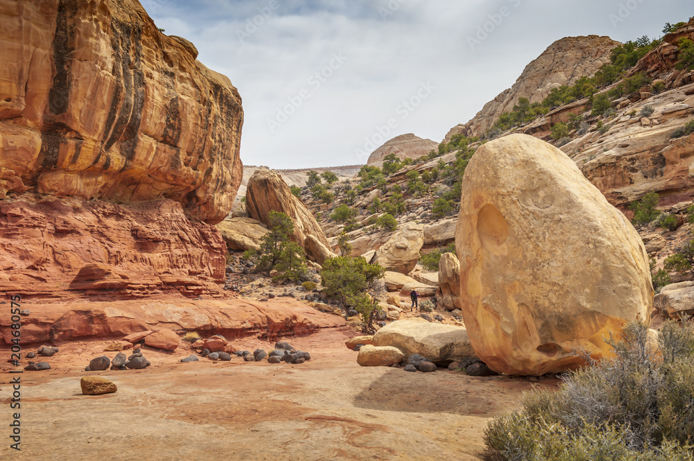 Woman Hiker in Cohab Canyon, Capitol Reef National Park. A woman hikes a trail revealing broken, potmarked strata and jumbled boulders composed of rock colored variously brown, red, white and yellow. Woman Hiker in Cohab Canyon, Capitol Reef National Park. A woman hikes a trail revealing broken, potmarked strata and jumbled boulders composed of rock colored variously brown, red, white and yellow.