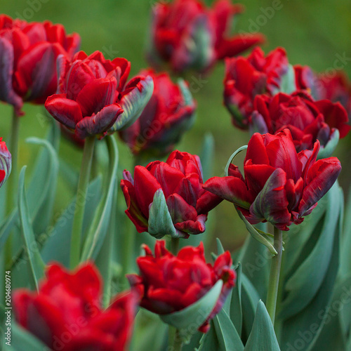beautiful bright red tulips in the spring  lawn in the park