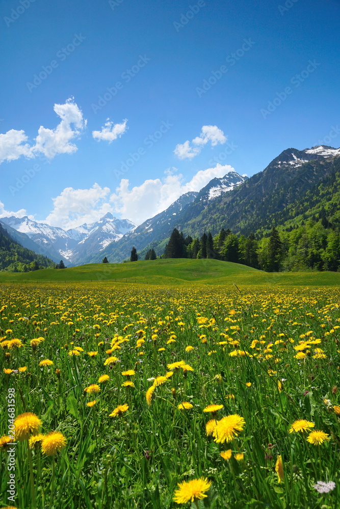 Frühling mit Blumenwiese in den Alpen, Bayern