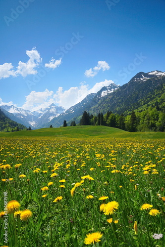 Frühling mit Blumenwiese in den Alpen, Bayern