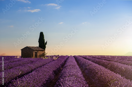 Fototapeta Naklejka Na Ścianę i Meble -  Lavender field with sunset