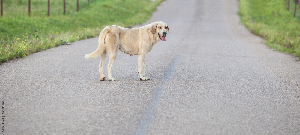 Fototapeta premium Mastiff dog in the middle of country road
