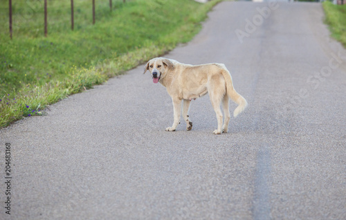 Mastiff dog in the middle of country road