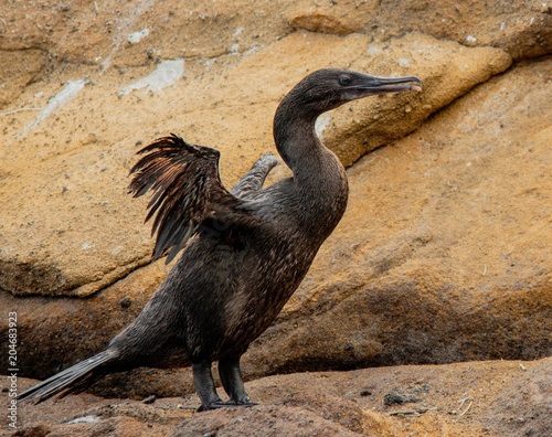Fototapet Flightless Cormorants