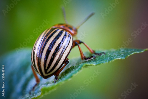 Colorado potato beetle (Leptinotarsa decemlineata) © Adrian 
