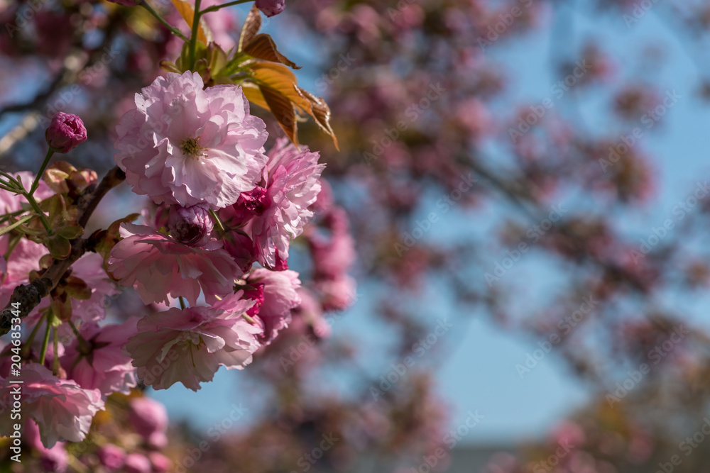 Obraz premium Beautiful cherry blossoms