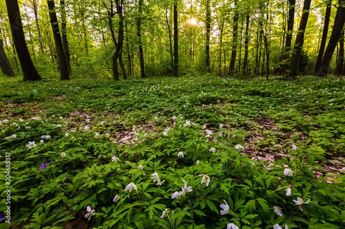 Spring forest landscape with white anemones blooming