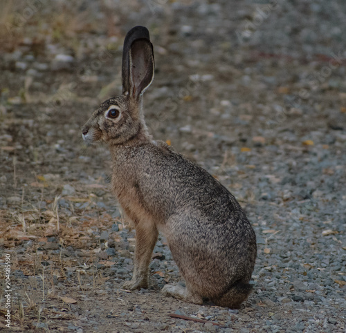 Jackrabbit