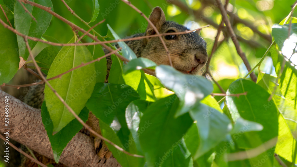 Squirrel peaking out from a tree