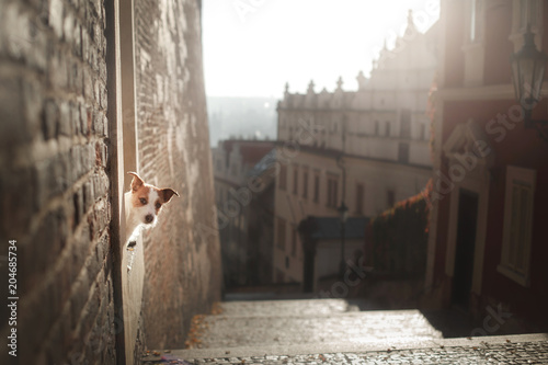 Photography The dog Jack Russell Terrier looks out