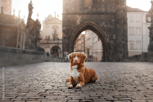 a dog in the city, in Europe at dawn. Nova Scotia Duck Tolling Retriever, Toller.