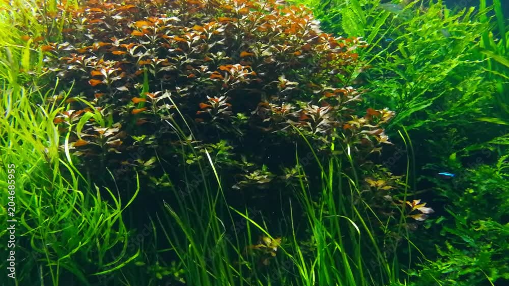 Vida marinha no oceário de Lisboa, em Portugal