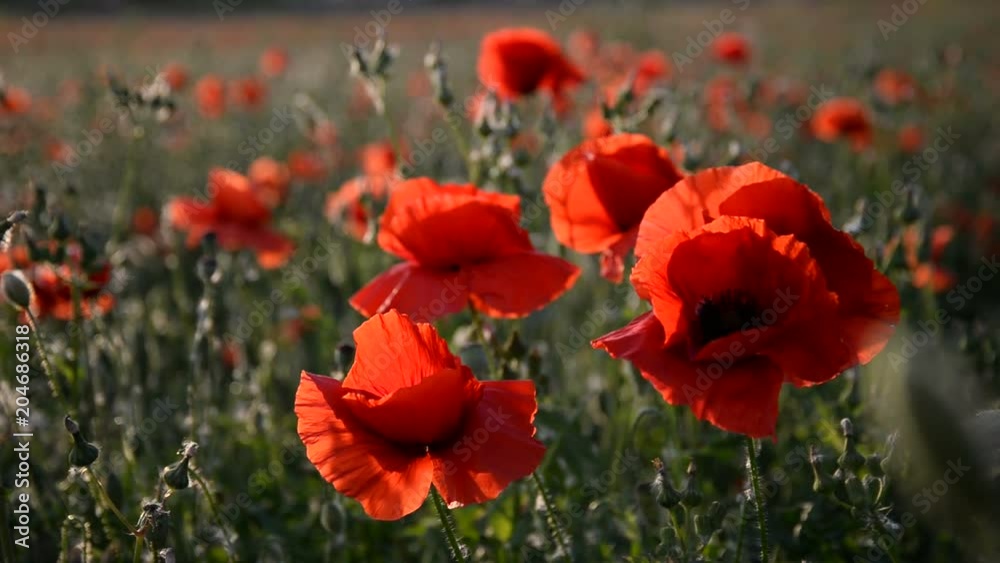 Beautiful Red poppies in field at sunset light Beautiful Red poppies in field at sunset light
