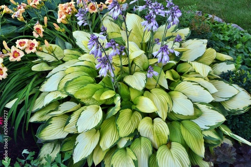Light Hosta with delicate greenish white leaves decorates the garden all season from spring to autumn.
