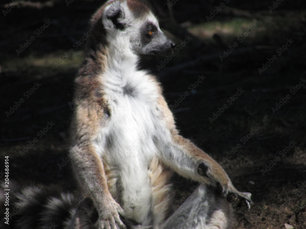 Fototapeta premium Lemur