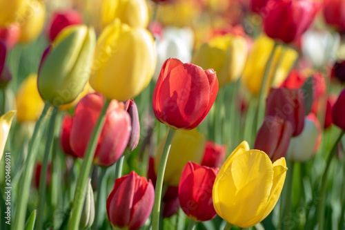 Colorful tulips in peak bloom at a tulip farm.