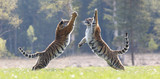 2 Tiger springen