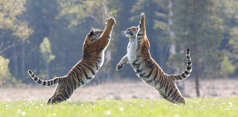 Fotobehang Tijger Twee springende tijgers in actie  © Nadine Haase
