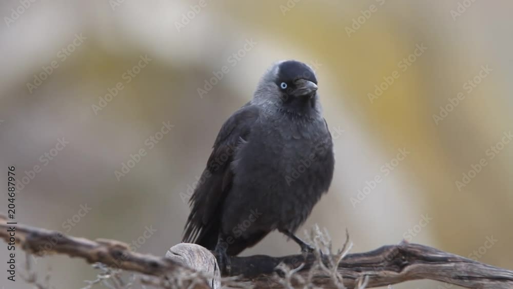 Western jackdaw. Corvus monedula Western jackdaw. Corvus monedula