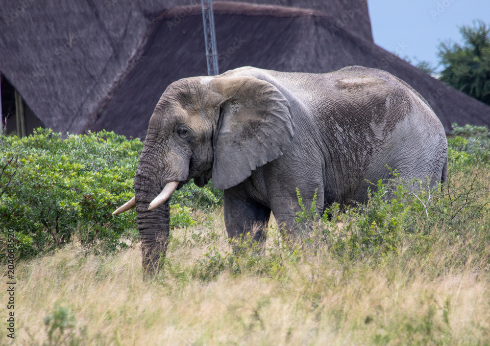African Elephant in the Nxai Pan National Park in Botswana during summer time