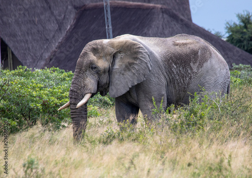 African Elephant in the Nxai Pan National Park in Botswana during summer time