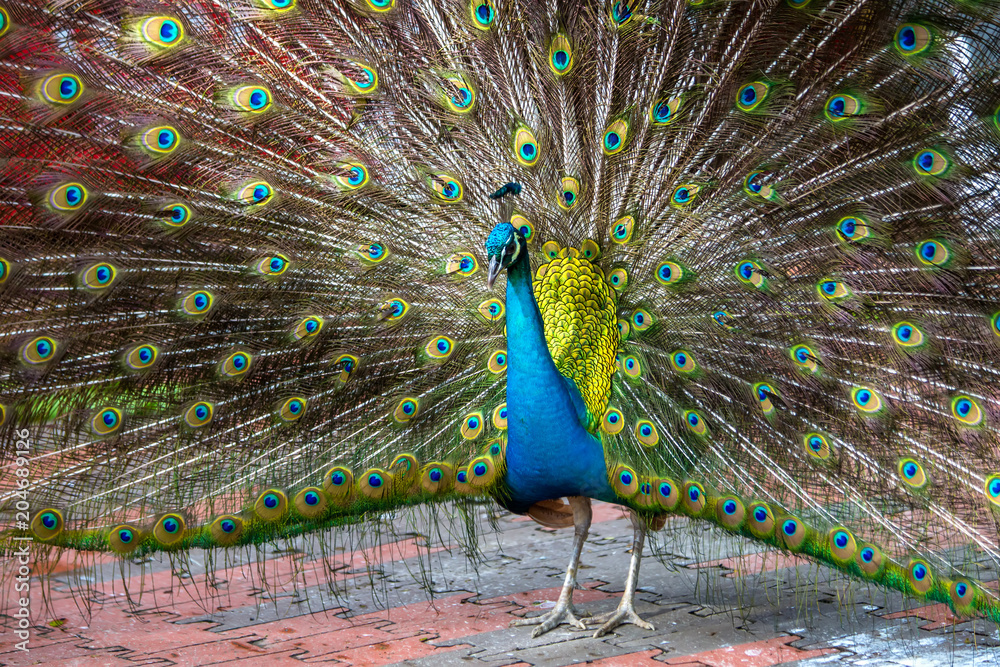 Fototapeta premium Peacock in the bird park