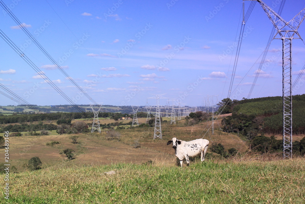 Obraz premium Tem boi na linha!