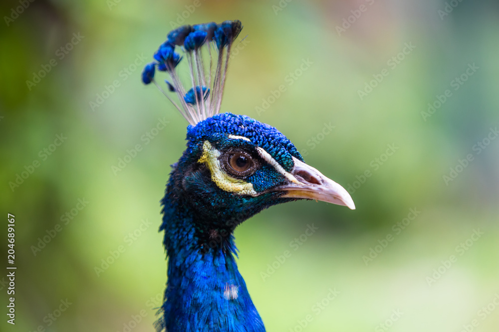 Peacock in the bird park