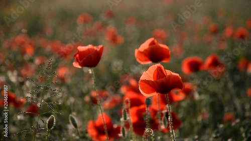 Beautiful Red poppies in field at sunset light