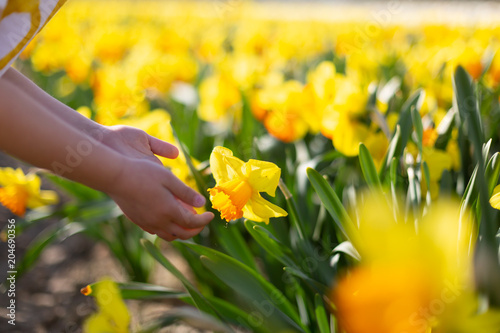 Fototapeta Naklejka Na Ścianę i Meble -  Close-up of yellow daffodil in kid hands. Spring background. Mother Day concept 
