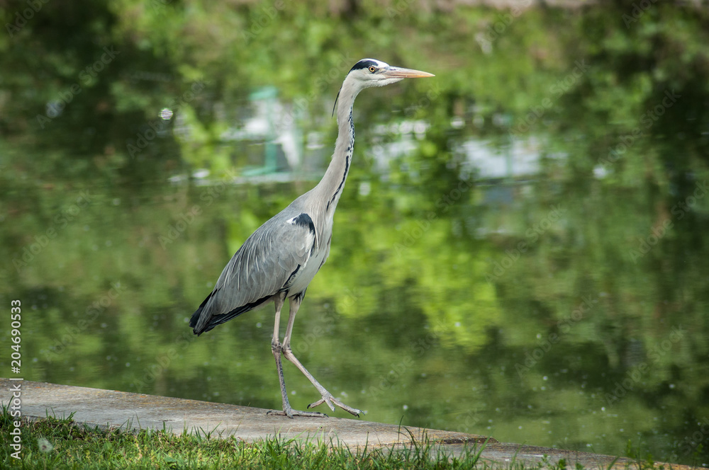 Fototapeta premium portrait of heron walking in border water