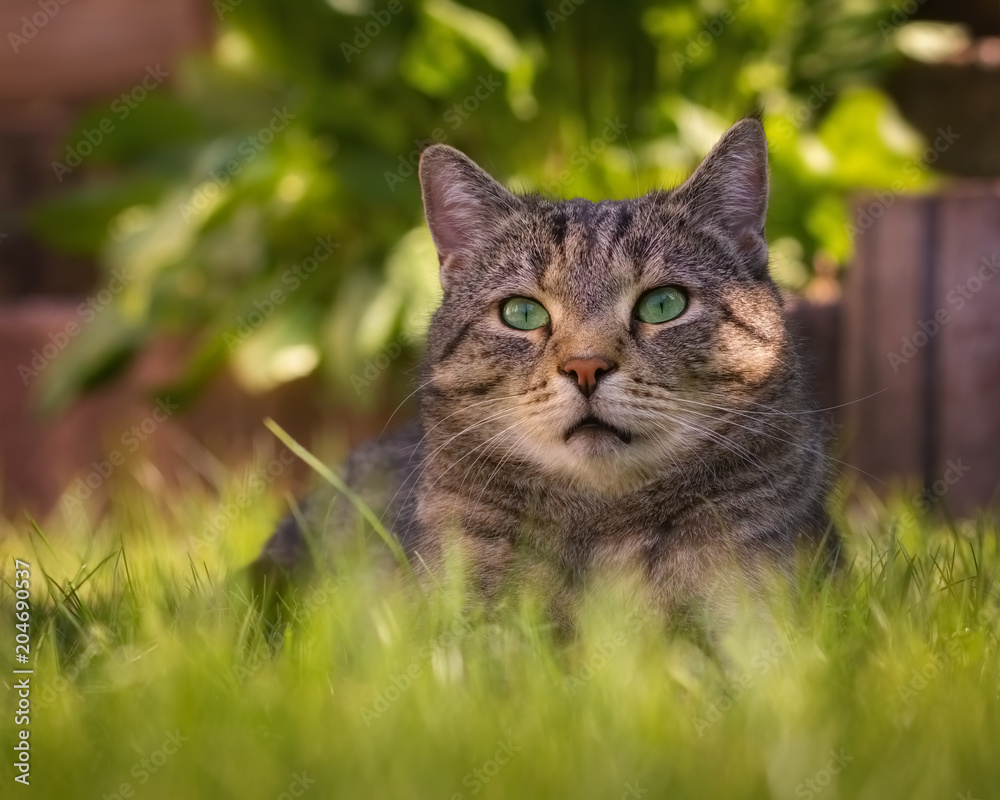 Getigerte Katze mit grünen Augen liegt entspannt im hohen Gras