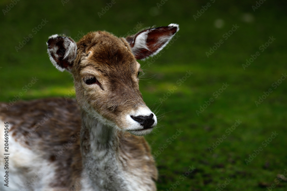 Fototapeta premium Fallow Deer (Dama, Dama)