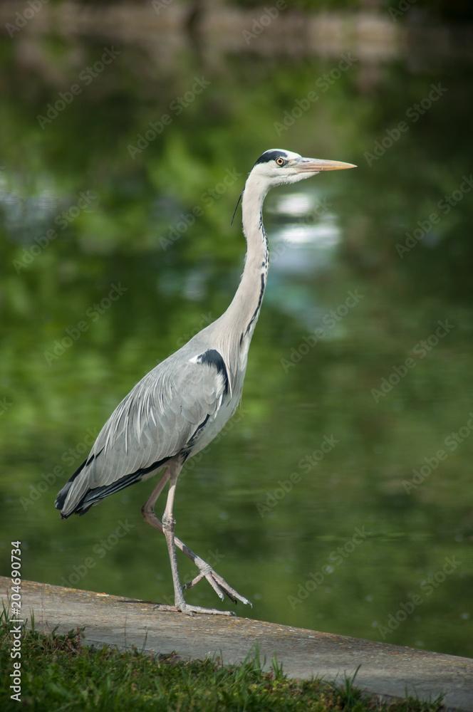 portrait of heron walking in border water portrait of heron walking in border water