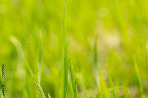 Green spring grass in close up