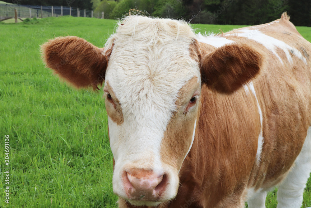 Close up of brown and white cow