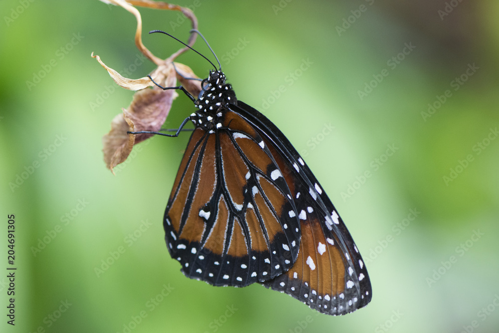 Butterfly 2018-12 / Butterfly grasps on to plant Butterfly 2018-12 / Butterfly grasps on to plant
