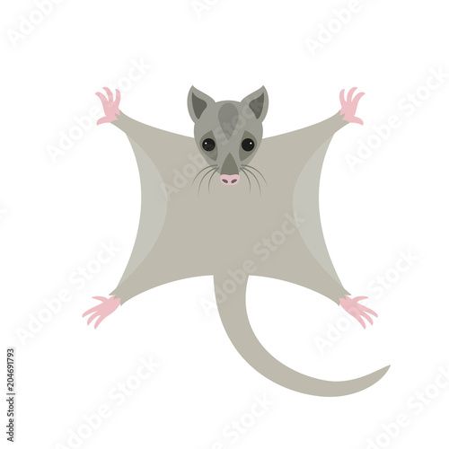 Cute sugar glider on white background.