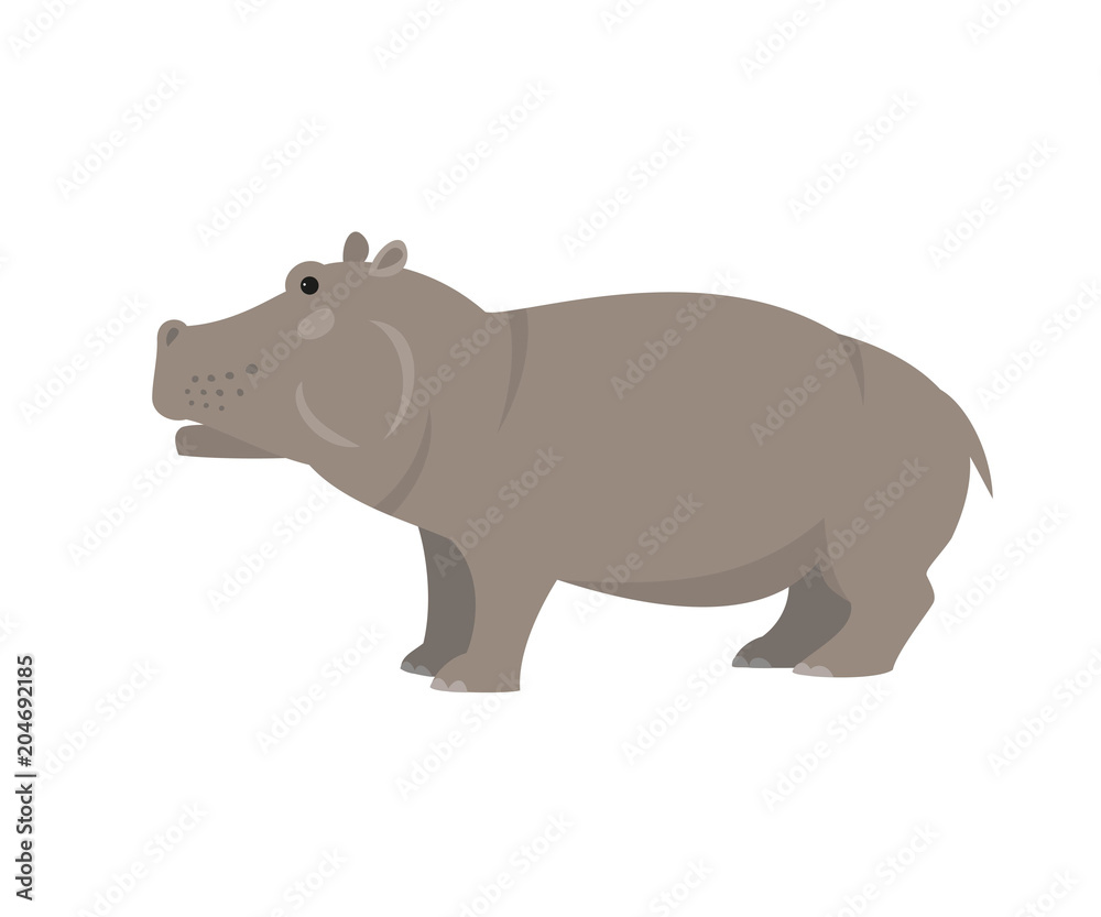 Cute hippo on white background. Cute hippo on white background.
