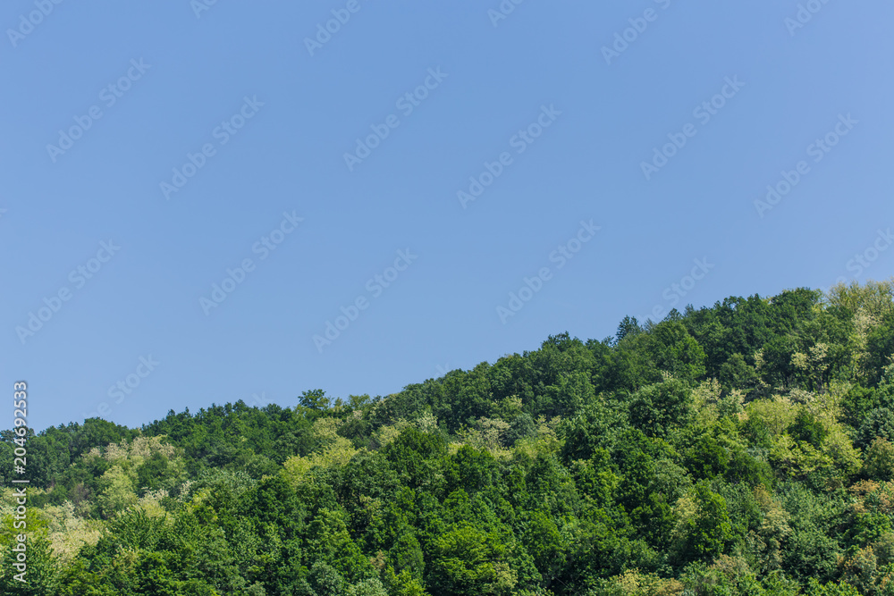 Tree tops of mixed forest on sunny day under the blue sky