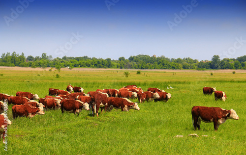 A group of Hereford cows being rounded up for branding