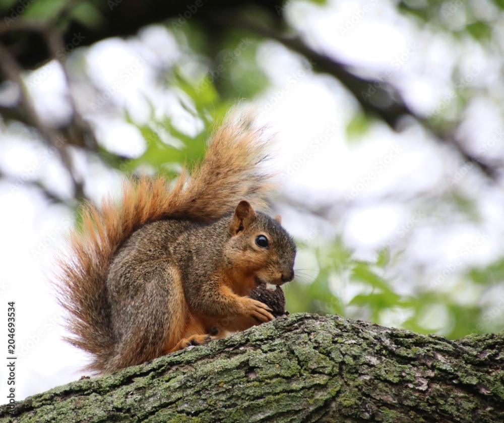 Obraz premium Squirrel with Nut