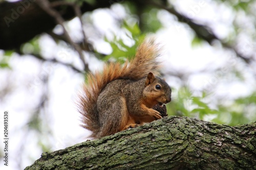 Squirrel with Nut