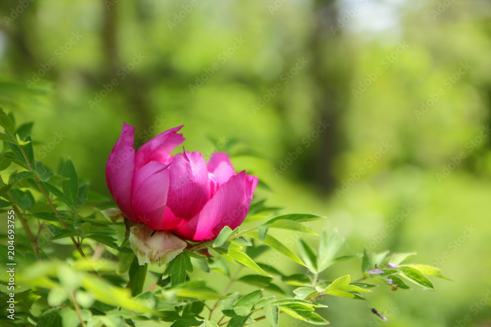 Blooming red peonies in the spring garden, flowers with copy space, pink peony on a blurred background, blank for the designer, green leaves outside the focus in the botanical garden