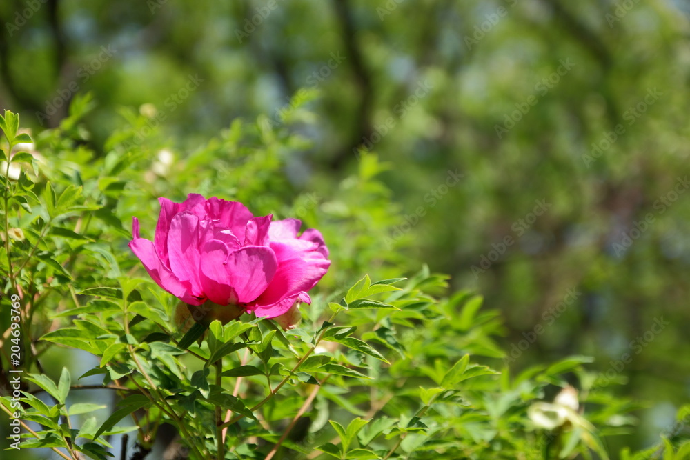 Blooming red peonies in the spring garden, flowers with copy space, pink peony on a blurred background, blank for the designer, green leaves outside the focus in the botanical garden Blooming red peonies in the spring garden, flowers with copy space, pink peony on a blurred background, blank for the designer, green leaves outside the focus in the botanical garden
