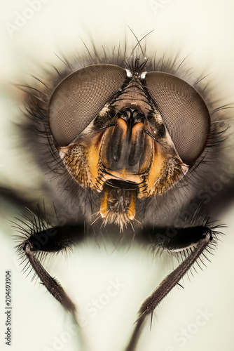 Common Blue Bottle Fly, Bluebottle Fly, Flies photo