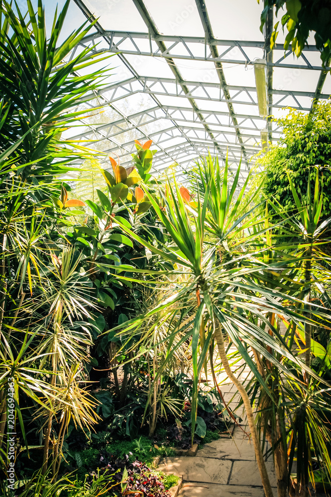 Naklejka premium Exotic plants in conservatory
