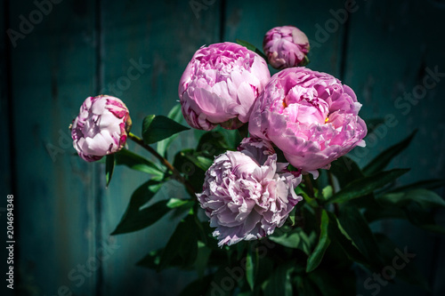 Beautiful peonies in a vase, vintage close up shot