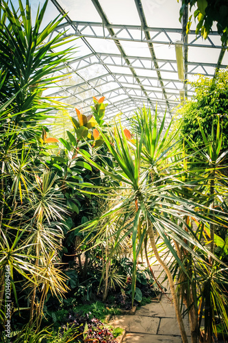 Exotic plants in conservatory