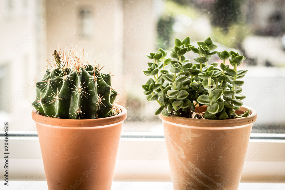 Beautiful, trendy succulents on the window sill, close up shot Beautiful, trendy succulents on the window sill, close up shot